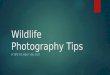 Wildlife Photography Tips