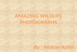 Nishan Kohli Wildlife Photography