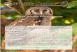Digital Wildlife Photography Wildlife Photograp · PDF file Digital Wildlife Photography Course type: Online Course What do I receive when graduating this course? An industry recognised